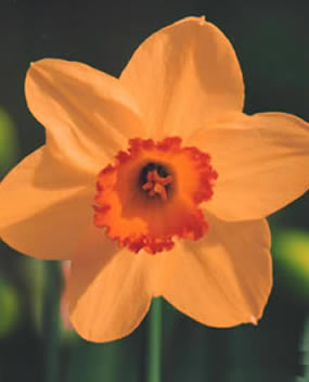 Нарцис (Narcissus) Altruist
